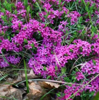  O víkendu foťte přírodu kolem sebe a zapojte se do City Nature Challenge 2026